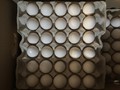 بيض مائدة أوكراني