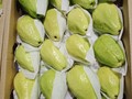 جوافة مصرية طازجة للتصدير